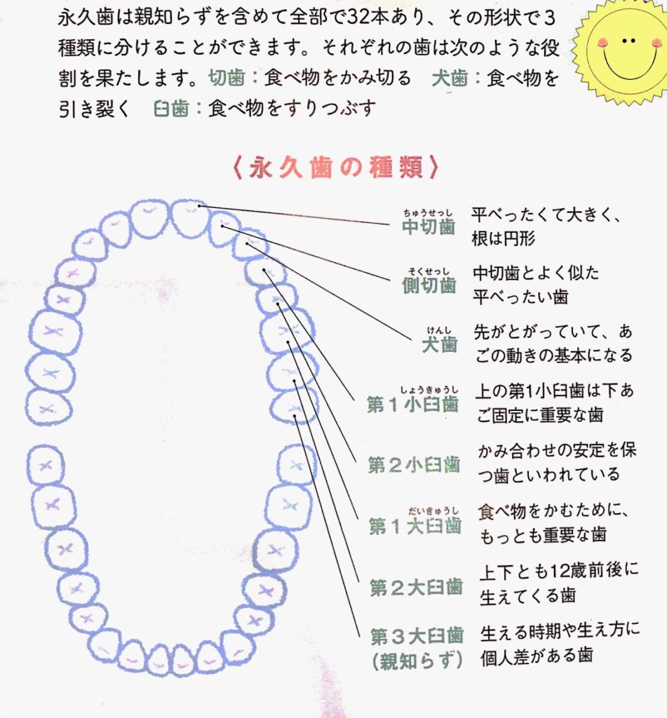 口や歯の役割について ヨネダ歯科 住吉 東灘 の歯医者 痛くない 安心できる歯科 小児歯科